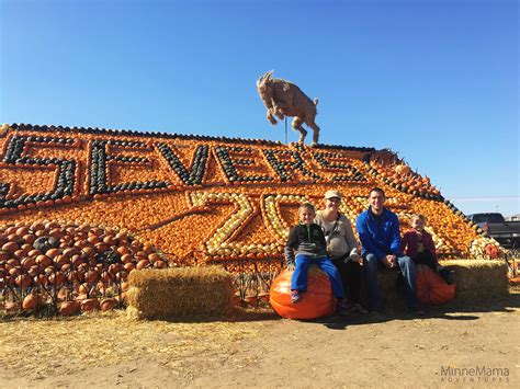 sever's corn maze & farm market tickets|severs festival mn.